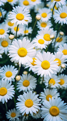 White daisies background. Chamomile pattern.