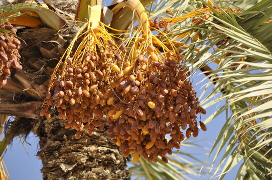 palm, tree, orchard, date, dates, fruit, cultivation, grove, Tunisia, Africa, plantation,