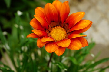 orange flower