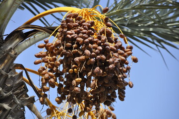 Palma, drzewo, sad, daktyle, owoce, uprawa, gaj, Tunezja, Afryka, plantacja,  