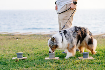Australian shepherd doing nose work. The dog searching food by smell.