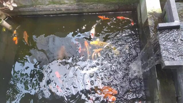 koi fish in pond symbolizes wealth and prosperity