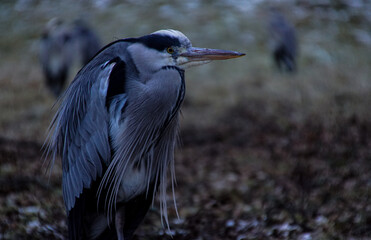 Close-up of bird perching on field