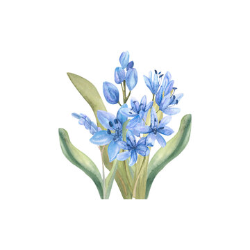 Watercolor first spring flowers arrangement. Pale vintage blue flowers with green leaves for invitation, label,logo design. Hand drawn isolated clip art of delicate lilac flowers