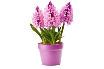 pink hyacinth flower in a pot, isolated on transparent background, png file