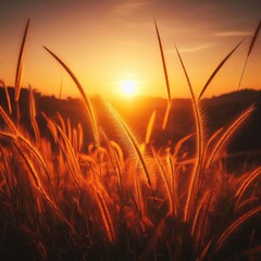 wheat field at  sunset in the morning