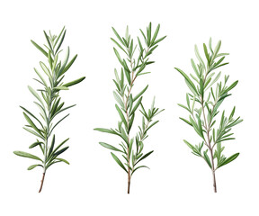 Set of watercolor green leaves rosemary. Collection botanical isolated on transparent background suitable for Wedding Invitation, save the date, thank you, or greeting card.