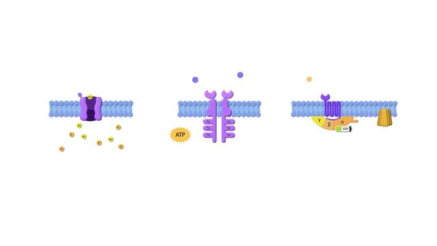 drug receptors, ligand, g-protein receptor, effector protein, enzyme linked receptor, ligand, ADP, ATP, cell membrane, Enzyme-linked receptors, cell surface proteins, 2d animation