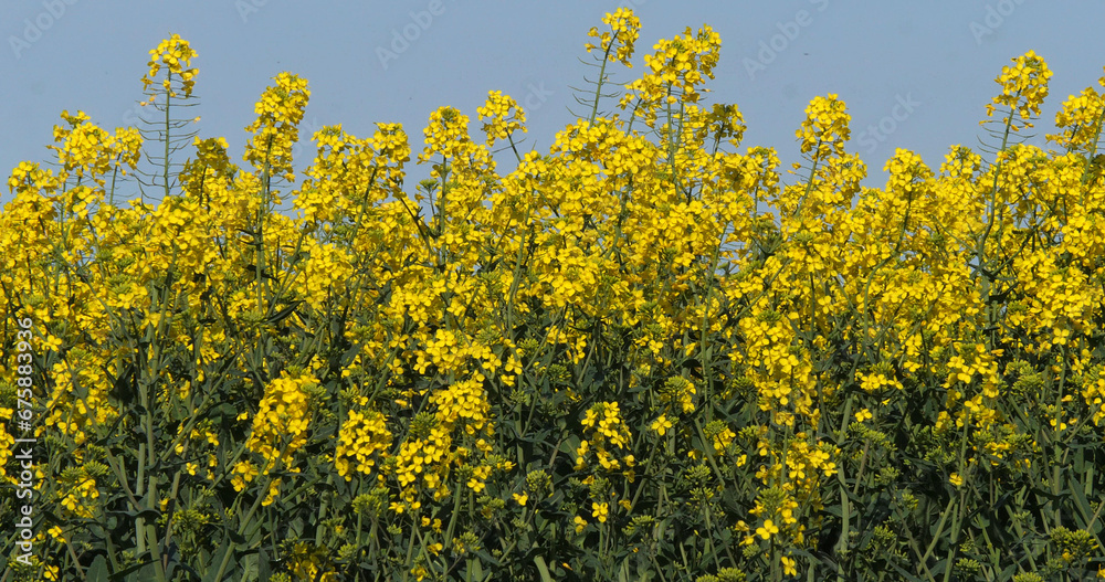 Wall mural blooming rape field, brassica napus, normandy in france