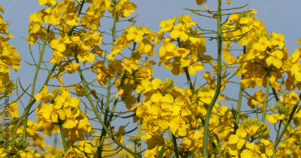 Wall mural blooming rape field, brassica napus, normandy in france