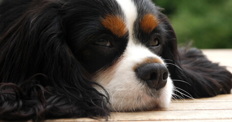 Cavalier King Charles Spaniel, Portrait of Male, France