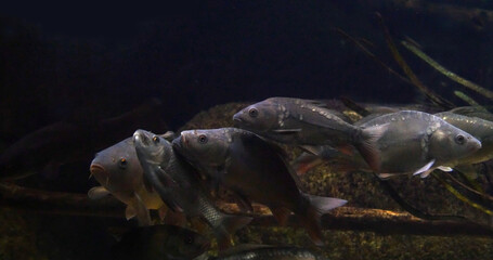 Mirror carp, Cyprinus carpio carpio, Adults Swimming in a Freshwater Aquarium in France