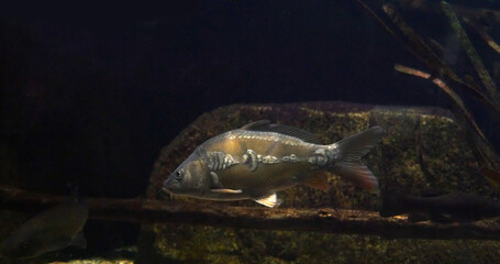 Mirror carp, Cyprinus carpio carpio, Adult Swimming in a Freshwater Aquarium in France