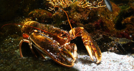 Lobster, homarus gammarus, Adult in a Seawater Aquarium in France