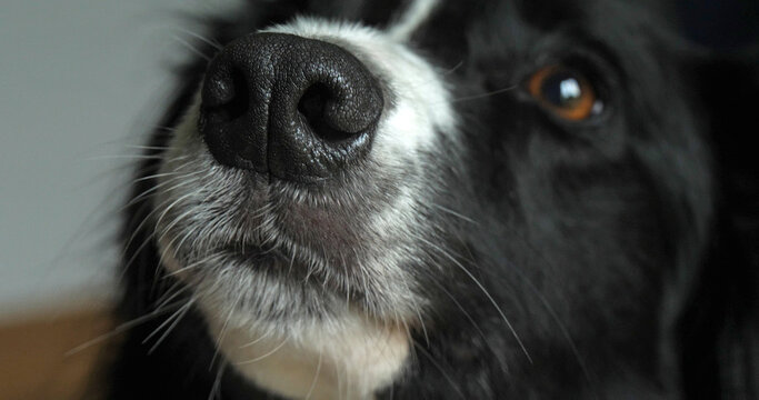 Border Collie Dog, Portrait of male, Close up of Nose and Eye