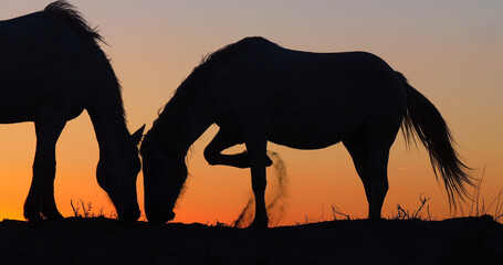 Camargue or Camarguais Horse in the Dunes at Sunrise, Camargue in the South East of France, Les...
