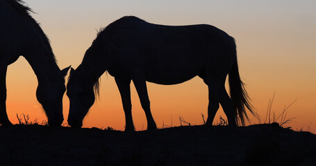 Camargue or Camarguais Horse in the Dunes at Sunrise, Camargue in the South East of France, Les Saintes Maries de la Mer