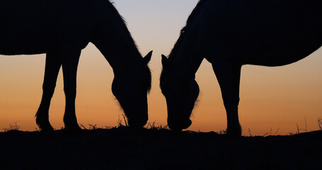 Camargue or Camarguais Horse in the Dunes at Sunrise, Camargue in the South East of France, Les Saintes Maries de la Mer - obrazy, fototapety, plakaty