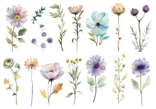 Watercolor painted flowers. Hand drawn flower design elements isolated on white background.