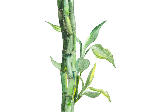 Hand drawn illustration of watercolor bamboo isolated on white background