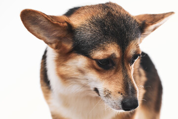 Fototapeta premium Pembroke Welsh Corgi portrait isolated on white studio background with copy space, purebred dog