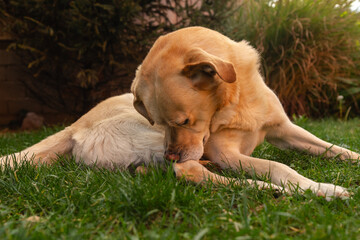 A young girl student is petting and feeding and playing with her pet dog labrador in backyard	