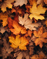 Naklejka na ściany i meble Fallen maple leaves in the autumn forest