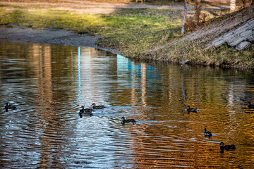 Ducks swim in a pond in an autumn park.