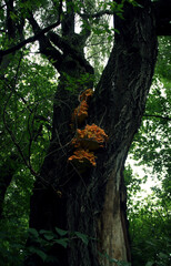 Summer landscape. A bunch of wild mushrooms.