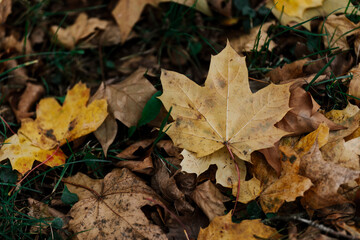 Herbst