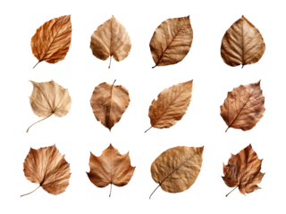 Collection of autumn-dried leaves isolated on a transparent background