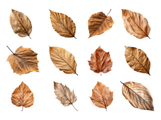 Collection of autumn-dried leaves isolated on a transparent background