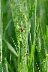Close up of a ladybug perched on a single blade of wheat in a vibrant green field