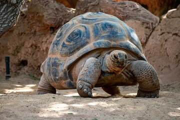 Closeup shot of Aldabra giant tortoise, Aldabrachelys gigantea.