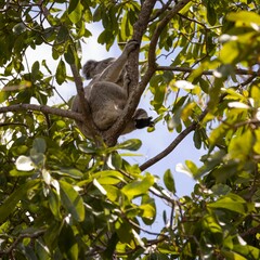 Fototapeta premium Koala in tree on forts walk on Magnetic Island near Townsville in Far North Queensland, Australia