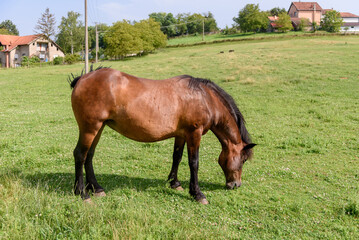 Naklejka na ściany i meble Horse on the Farm in Serbia