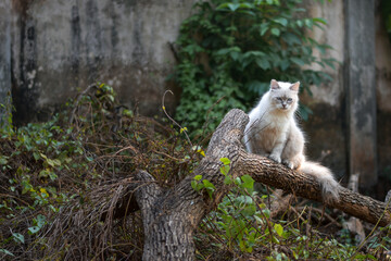 White cat walking on tree trunk, Himalayan cat