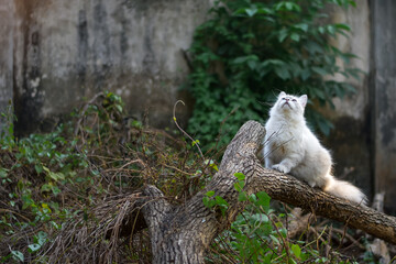 Obraz premium White cat walking on tree trunk, Himalayan cat
