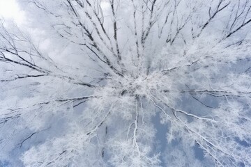 drone on the sky birch tree view winter snow covered