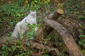 White cat walking on tree trunk, Himalayan cat