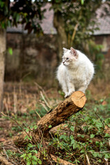 Naklejka na ściany i meble White cat walking on tree trunk, Himalayan cat