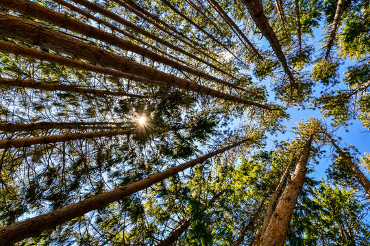 Cinematic background image looking up wide perspective, tall trees summer, vivid nature looking up on trees.