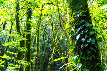 Forest hiking trail and tall gigantic plants trees Costa Rica.