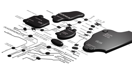 Brain circuits mapped onto a 2D surface with technical terms in black and white on a transparent background