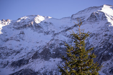 Evergreen trees in the heart of the mountain. Fir trees that grow tall on steep slopes in the autumn season