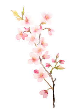 watercolor  pink cherry blossom isolated