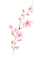 watercolor pink cherry blossom isolated