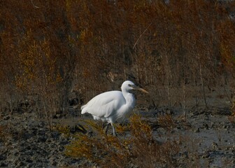 a white stork walking in the nature