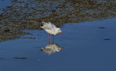 a gull standing in a pond with its reflection in the water