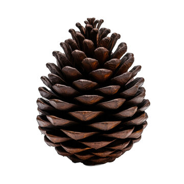 Japanese black pine cone isolated on transparent background